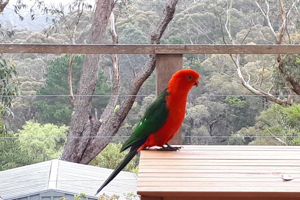 Katoomba Falls Cottage Luaran gambar