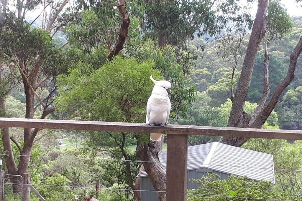 Katoomba Falls Cottage Luaran gambar